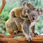 پازل 200 تکه راونزبرگر مدل خانواده کوالا, image 3