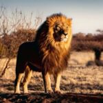 پازل 1500 تکه راونزبرگر مدل سلطان جنگل, image 2