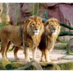 پازل 1500 تکه ترفل مدل شیرها, image 2