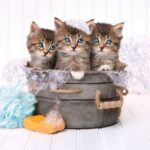 پازل 500 تکه کلمنتونی مدل آب بازی گربه های کوچولو, image 2