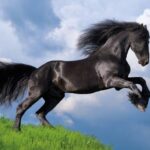 پازل 500 تکه کلمنتونی مدل اسب سیاه در دشت, image 2