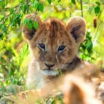 پازل 3 در 1 راونزبرگر مدل حیوانات جنگل, image 5