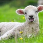 پازل 2 در 1 راونزبرگر مدل حیوانات مزرعه, image 2