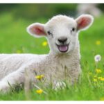 پازل 2 در 1 راونزبرگر مدل حیوانات مزرعه, image 3