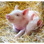 پازل 2 در 1 راونزبرگر مدل حیوانات مزرعه, image 4