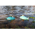 نهنگ کوکی شناور چوبی پیکاردو, تنوع: BZ-38-A-PD-Whale, image 5