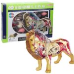 پک ساخت آناتومی بدن شیر, تنوع: 622036-Lion, image