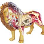 پک ساخت آناتومی بدن شیر, تنوع: 622036-Lion, image 2