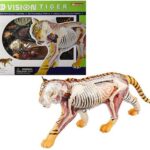 پک ساخت آناتومی بدن ببر, تنوع: 622017-Tiger, image