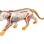 پک ساخت آناتومی بدن ببر, تنوع: 622017-Tiger, image 2