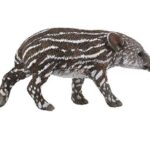 بچه تاپیر بیرد, image