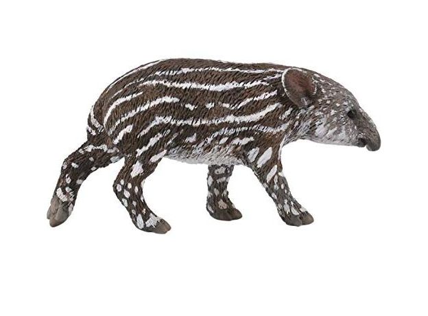 بچه تاپیر بیرد, image