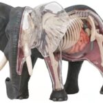 پک ساخت آناتومی بدن فیل, تنوع: 622037-Elephant, image 4