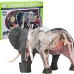 پک ساخت آناتومی بدن فیل, تنوع: 622037-Elephant, image