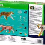 پک ساخت آناتومی بدن ببر, تنوع: 622017-Tiger, image 5