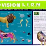 پک ساخت آناتومی بدن شیر, تنوع: 622036-Lion, image 9