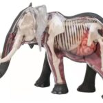 پک ساخت آناتومی بدن فیل, تنوع: 622037-Elephant, image 2