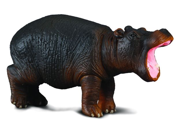 بچه اسب آبی, image