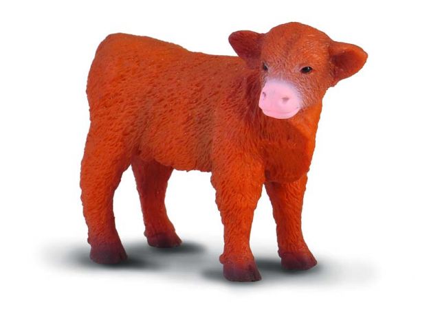 گوساله هایلند - ایستاده, image