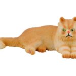 گربه ایرانی - دراز کشیده, image