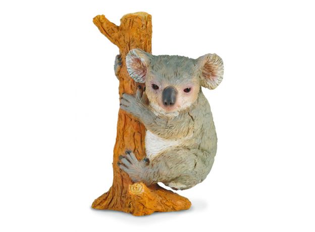 کوآلا - در حال بالا رفتن, image