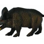 گراز نر وحشی, image