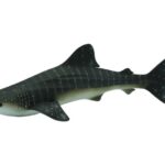 کوسه نهنگ, image