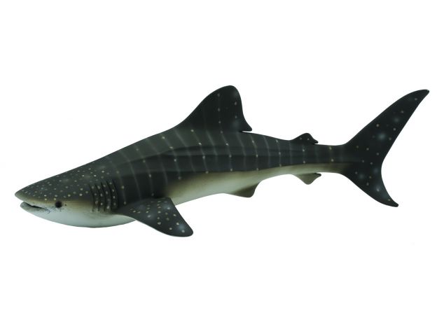 کوسه نهنگ, image