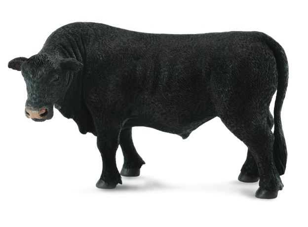 گاو نر آنگوس مشکی, image