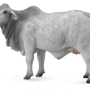 گاو ماده براهمن, image