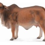گاو ماده براهمن قرمز, image