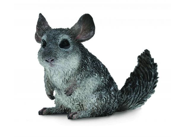 چینچیلای دم دراز, image