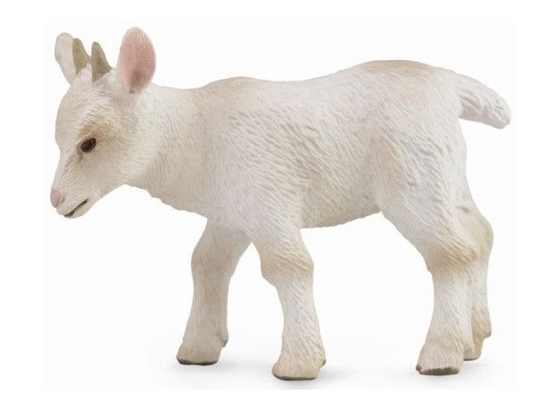 بزغاله - درحال راه رفتن, image