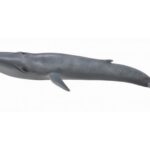 نهنگ آبی, image