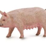 خوک ماده, image