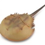 خرچنگ نعل‌اسبی, image