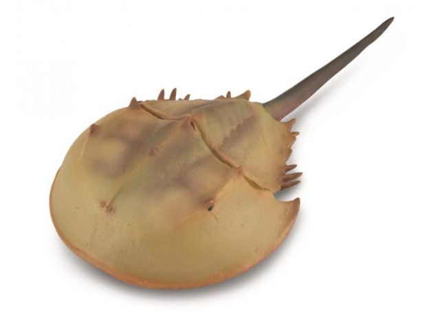خرچنگ نعل‌اسبی, image