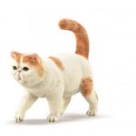 گربه مو کوتاه اگزوتیک, image