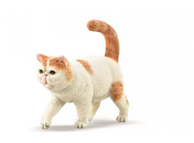 گربه مو کوتاه اگزوتیک, image