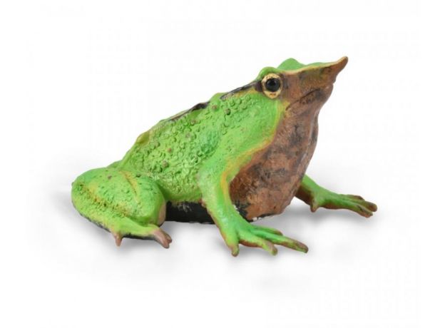 قورباغه داروین, image