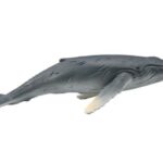 گوساله نهنگ گوژپشت, image