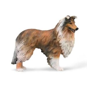 راف کولی