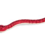 مار بوا قرمز کنترلی Terra, تنوع: AN2843Z-red, image 5
