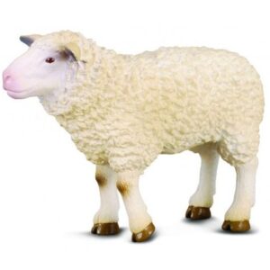گوسفند