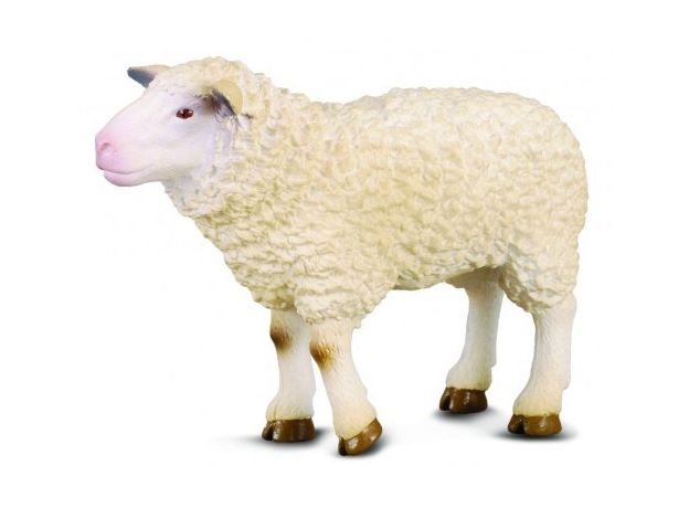 گوسفند, image
