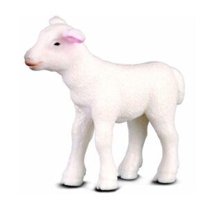 بره – ایستاده