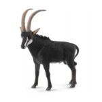 شاخ‌بلند شبدیز نر, image