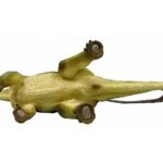 دیپلودوکوس یا دوتیرکی, image 4