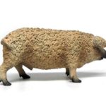 خوک مجارستانی, image