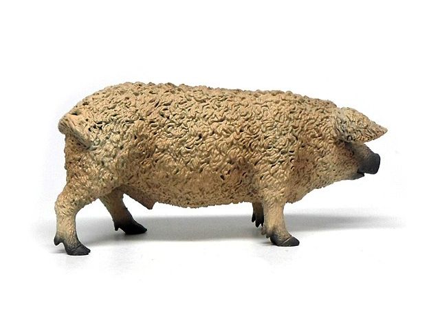 خوک مجارستانی, image